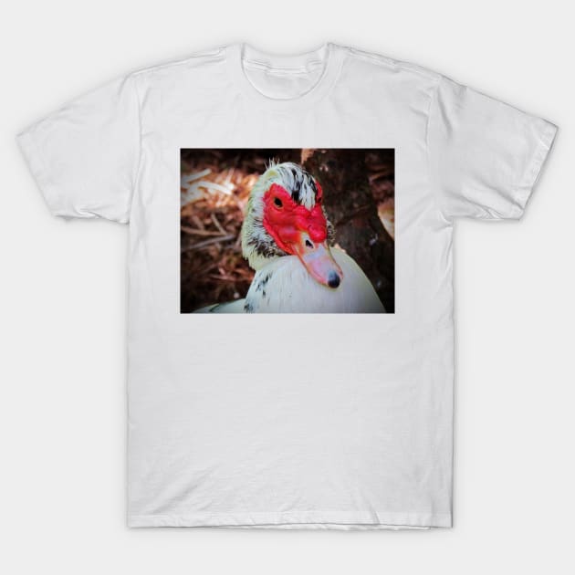 Muscovy Duck T-Shirt by Cynthia48